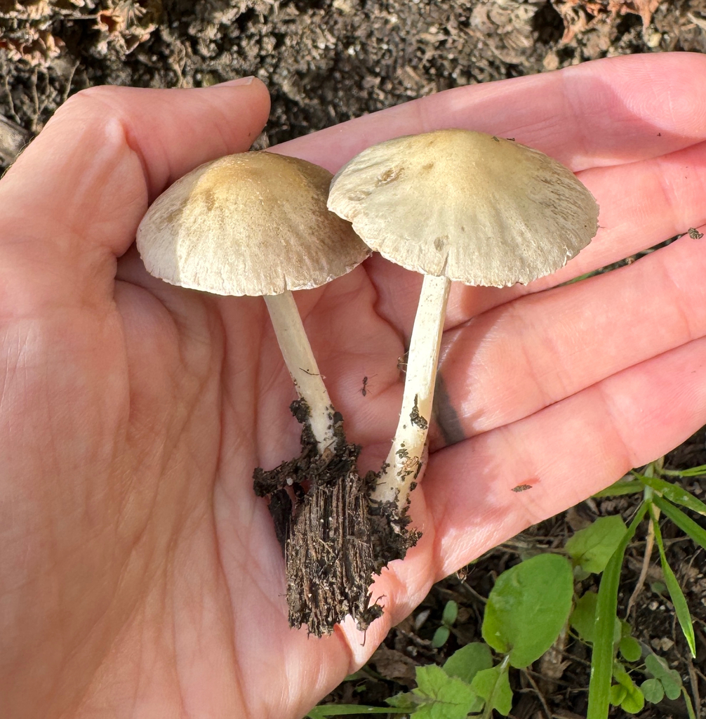 Candolleomyces candolleanus · January 2026 · photo: © catslovetofindplants (iNaturalist, cc0)