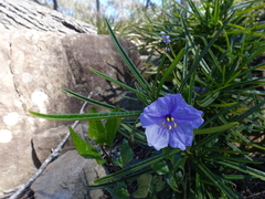 Solanum vescum
