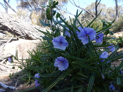 Solanum vescum