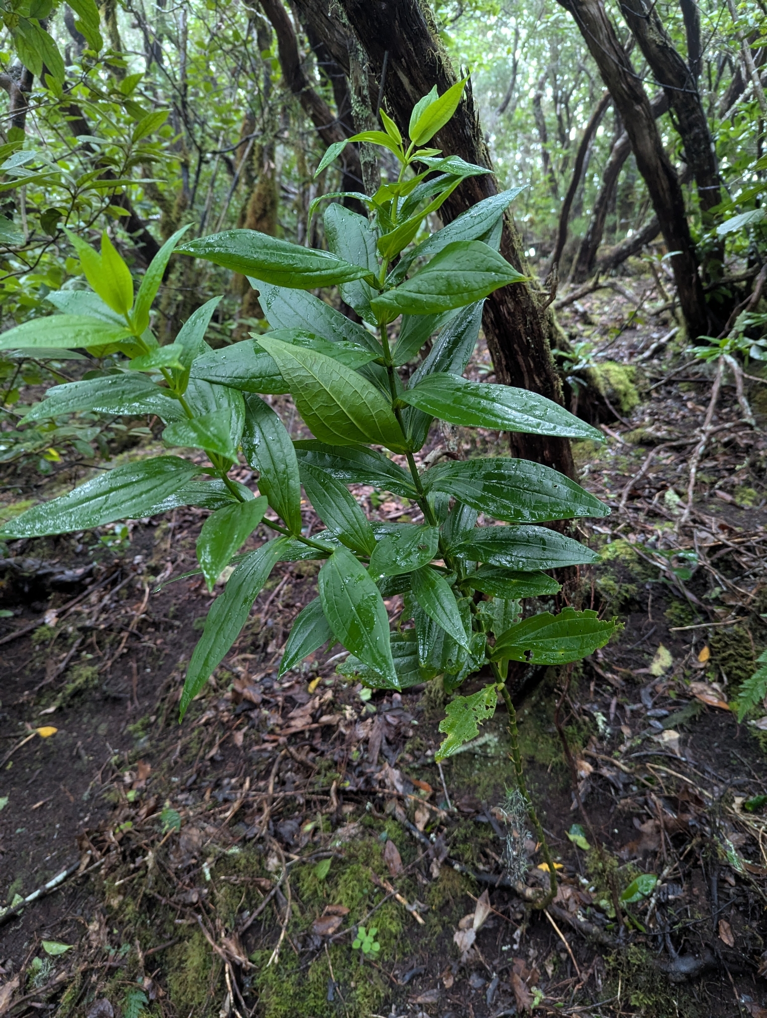 Ixanthus viscosus