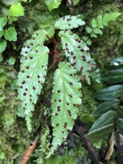 Begonia peruviana