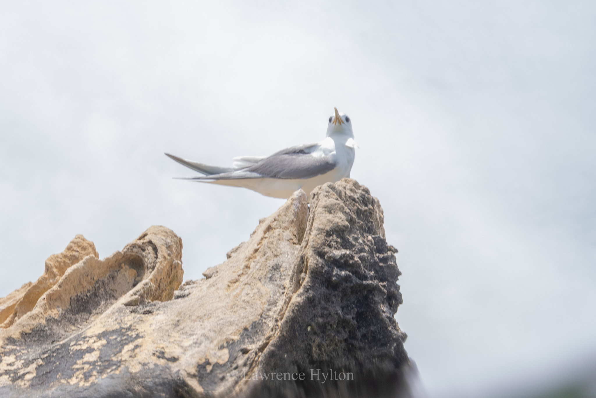 Greater Crested Tern (Thalasseus bergii), photo 6