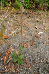 Arabis eschscholtziana