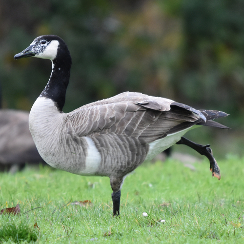 Canada Goose photographed in Washington