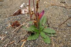 Arabis eschscholtziana