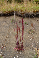Arabis eschscholtziana
