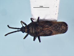 Leptoypha mutica