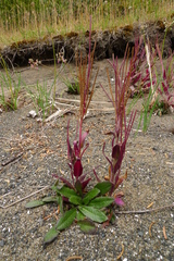 Arabis eschscholtziana