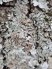 Parmelina carporrhizans