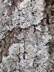 Parmelina carporrhizans