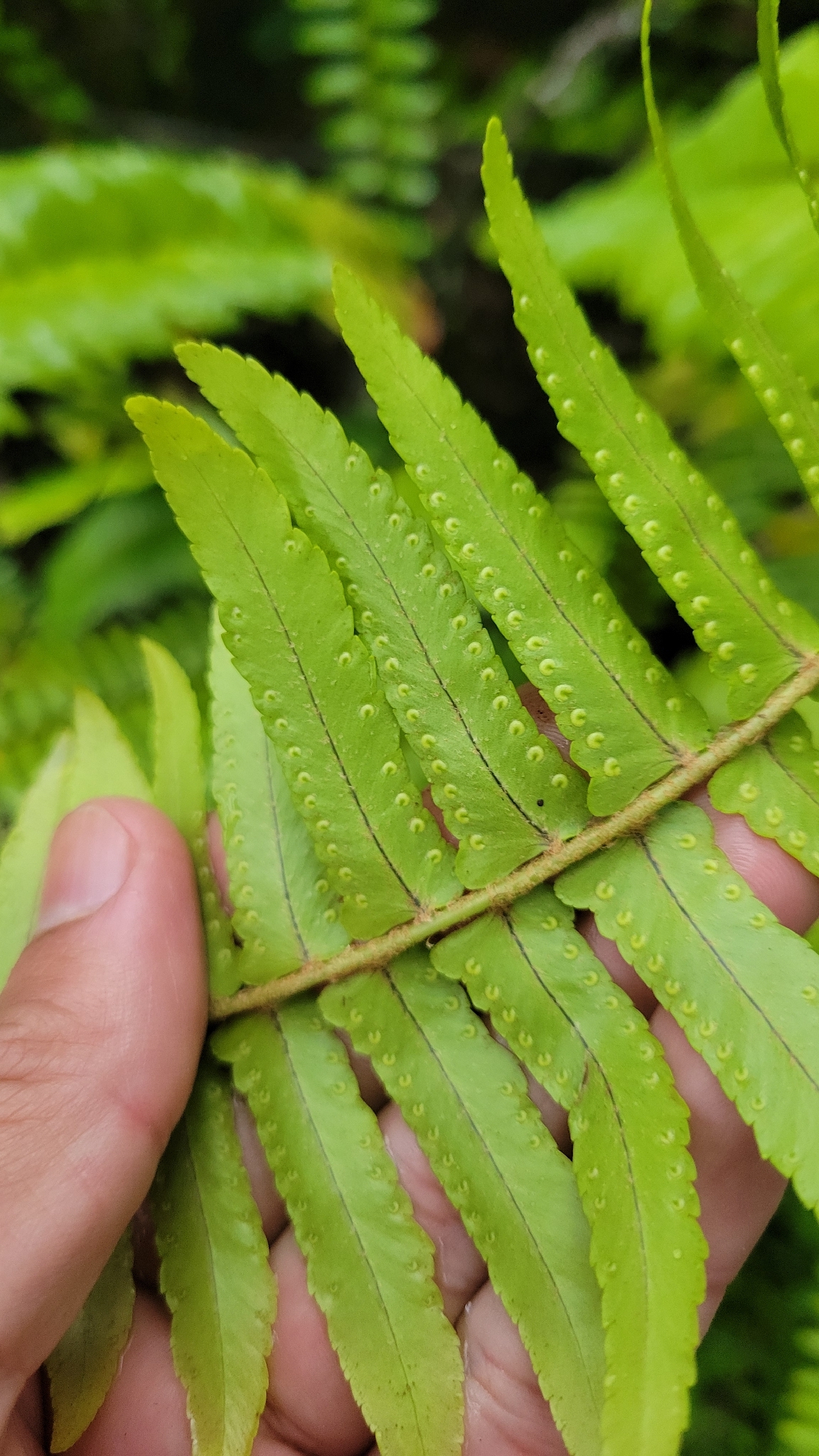 Nephrolepis exaltata frond detail