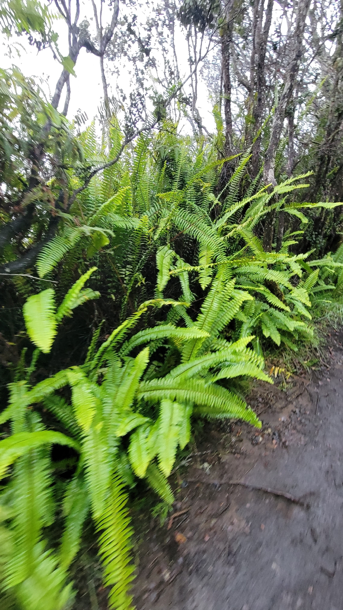 Boston fern crown and root mass