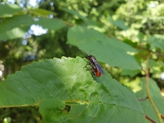 Elaphroptera nigripennis