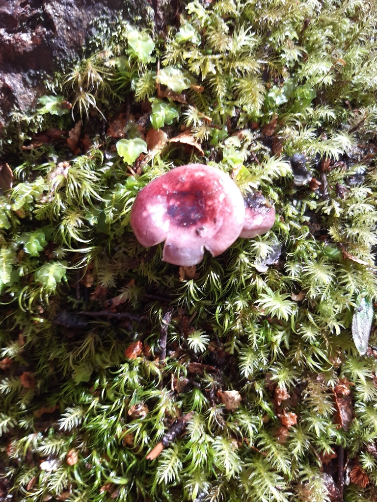 Russula roseopileata · December 2025 · photo: © georgecox (iNaturalist, cc0)