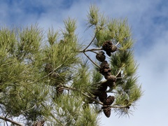 Pinus brutia eldarica