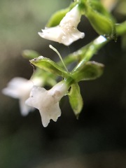 Epidendrum parviflorum