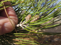 Pinus brutia eldarica