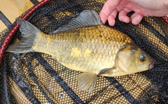 Goldfish photo 1