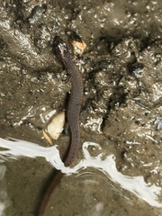Ecpleopus gaudichaudii