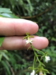 Epidendrum parviflorum