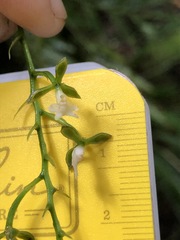 Epidendrum parviflorum