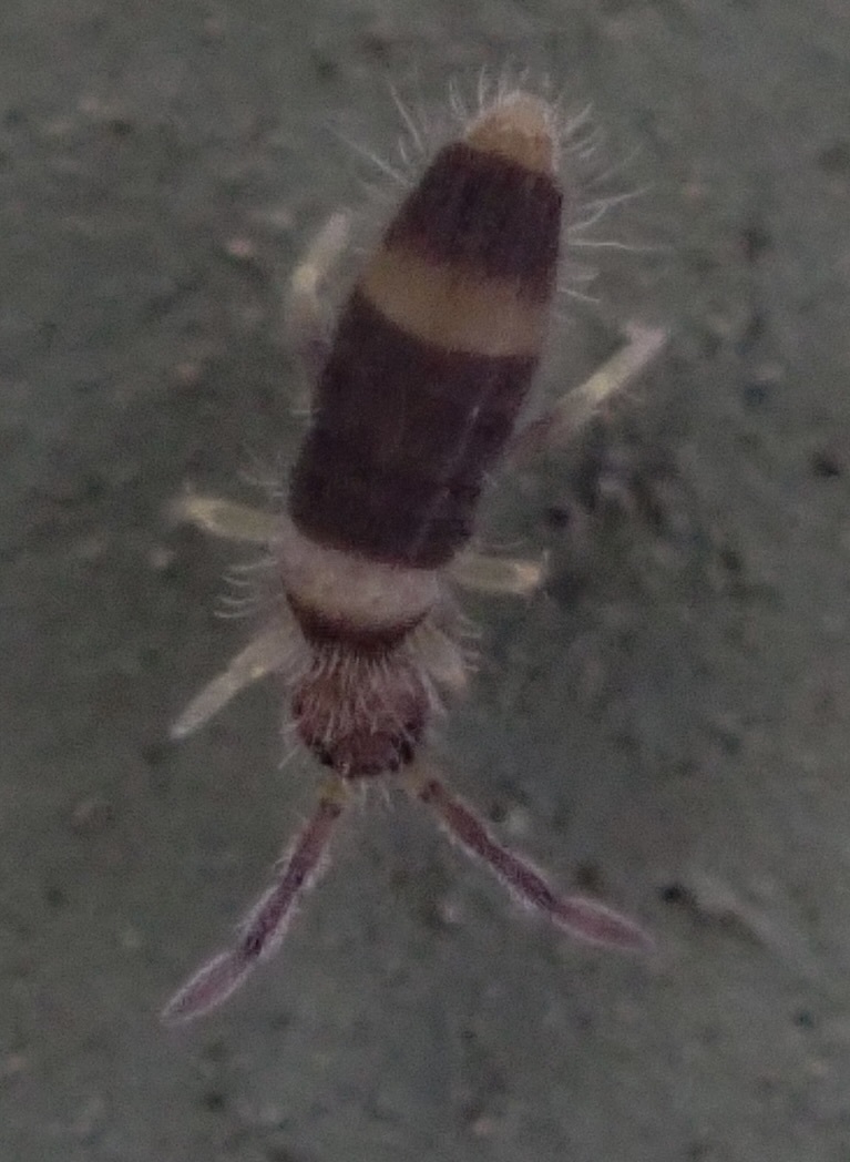 Entomobrya clitellaria J.E.Guthrie, 1903