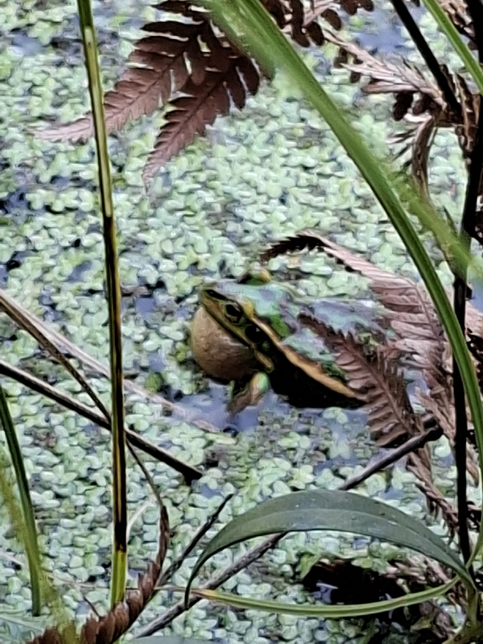 Golden Bell Frog, Ranoidea aurea