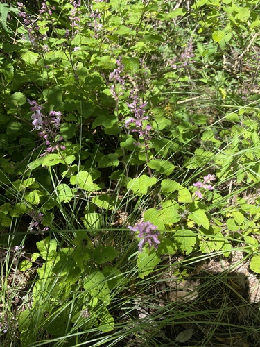 Large Shellbush (Ocimum labiatum)