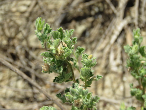 Image of Billieturnera helleri by (c) Alexis López Hernández, some rights reserved (CC BY)