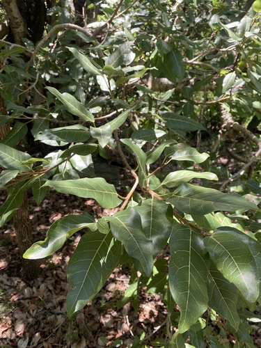 Red-Leaved Fig (Ficus ingens)