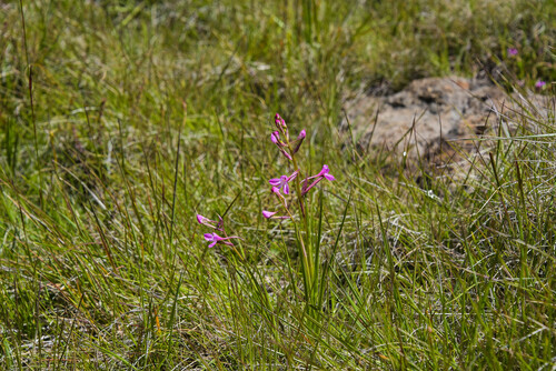 Disa oreophila erecta