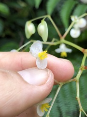 Begonia peruviana