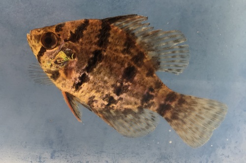 Black-banded Sunfish