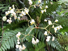 Begonia peruviana