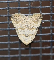 Tolpia conscitulana