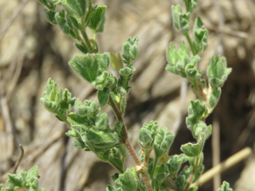 Image of Billieturnera helleri by (c) Alexis López Hernández, some rights reserved (CC BY)