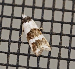 Eulechria triferella