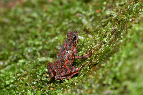 Bleeding Toad, Leptophryne cruentata