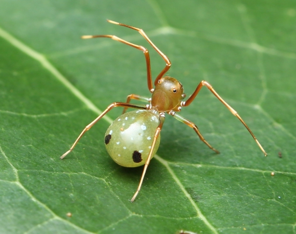 Ant Mimicking Crab Spiders