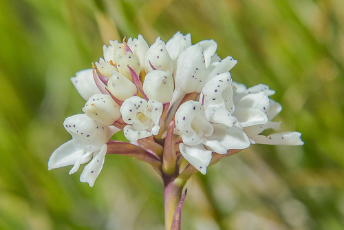 Disa cephalotes cephalotes