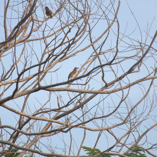 White-browed Bulbul (Pycnonotus luteolus), photo 3
