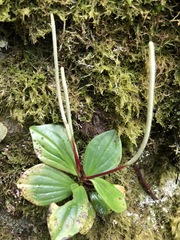 Peperomia emarginulata