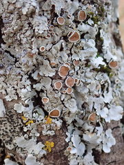 Parmelina carporrhizans