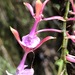 Epidendrum capricornu - Photo (c) jomnres, some rights reserved (CC BY-NC), uploaded by jomnres