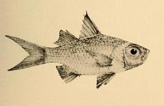 Banded-Tail Glassy Perchlet photo 3