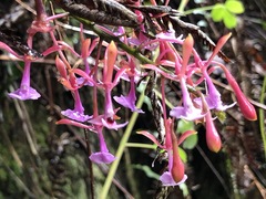 Epidendrum capricornu