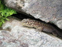 Stenocercus crassicaudatus