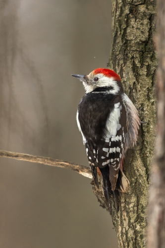 Pico mediano (Dendrocoptes medius)