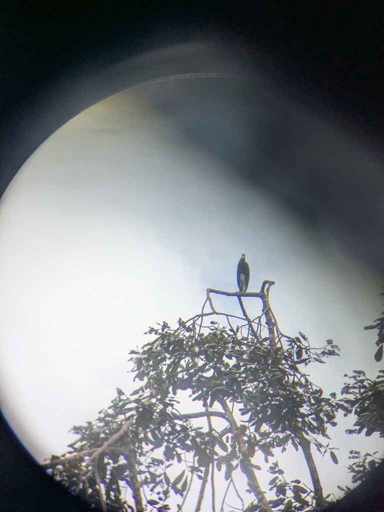 Storm's Stork (Ciconia stormi)