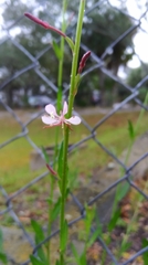 Oenothera simulans
